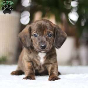 Little Smokie, Dachshund Puppy